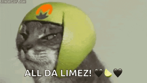 a cat wearing a green helmet with the letter m on it is making a face .