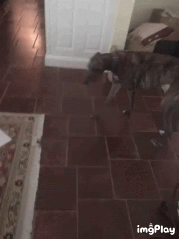 Greyhound Attack GIF - Greyhound Attack Dog GIFs