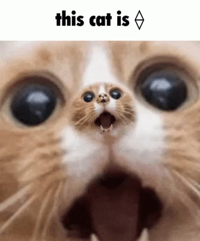This Cat GIF - This Cat This Cat Is GIFs