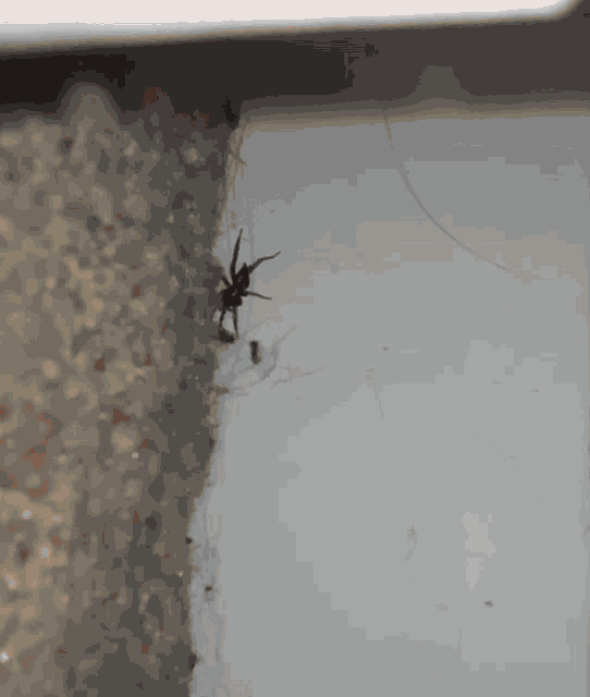 Spider And The Idiot Stop It Retard GIF - Spider And The Idiot Stop It Retard Spider GIFs