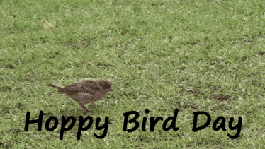 Hoppy Bird Day Hoppy Bird GIF - Hoppy Bird Day Hoppy Bird Hopping Bird GIFs