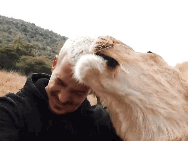 a man is petting a lion 's head while standing in a field