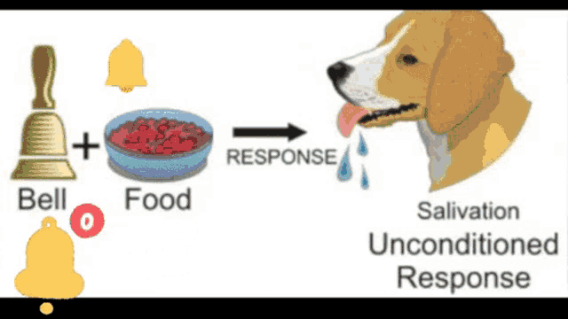 a picture of a dog with a bell and a bowl of food with the words bell food response and salivation unconditioned response