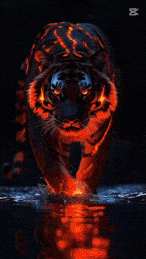 a collage of images of a tiger and a lion in fire
