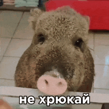 a close up of a pig 's face with a foreign language caption .