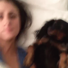 Raise Your Hand GIF - Dog Brittany Furlan GIFs