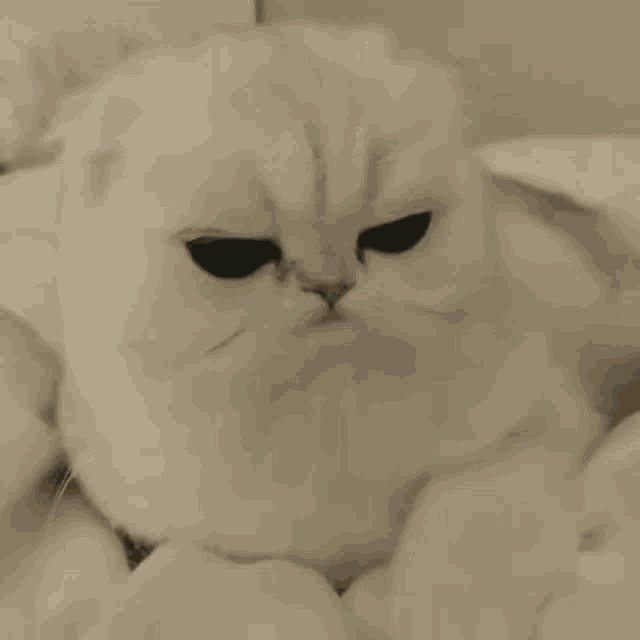 Big Eyed Cat GIF - Big Eyed Cat GIFs