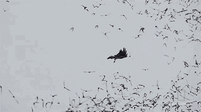 Preying Free Tailed Bats On Location GIF - Preying Free Tailed Bats On Location Feeding GIFs