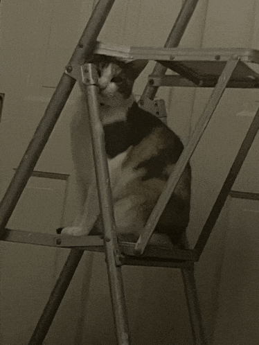 a cat is sitting on top of a ladder looking at the camera