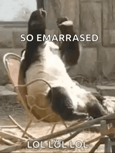 Embarrassed Panda GIF - Embarrassed Panda GIFs