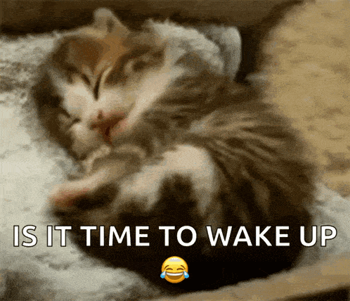 Cat Waking Up GIF - Cat Waking Up Yawn GIFs