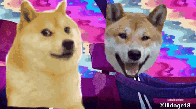 two shiba inu dogs are standing next to each other on a colorful background with the words adult swim at the bottom
