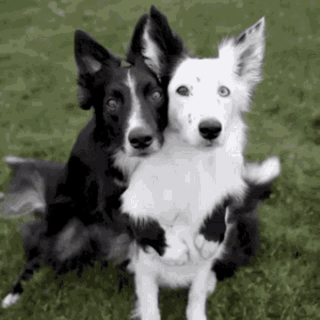 Dog Friends GIF - Dog Friends Forever GIFs