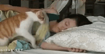 a cat is petting a woman sleeping on a bed with a gifak.net logo in the corner