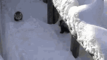 a raccoon is walking through the snow on a fence .