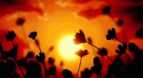 a sunset with flowers in the foreground