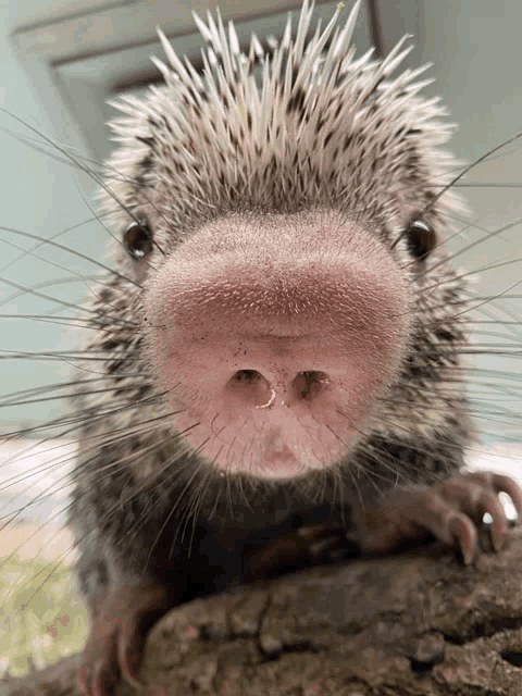 a close up of a porcupine 's nose with a piercing in it