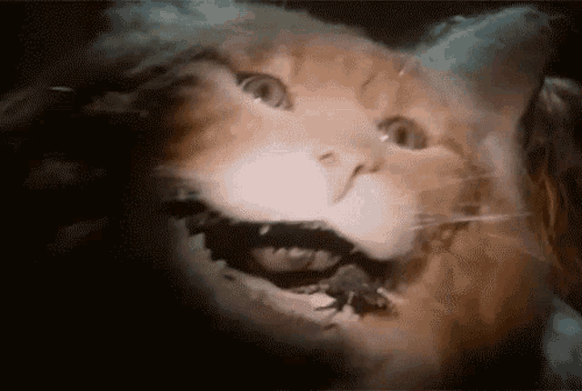 Catfurball Cat GIF - Catfurball Cat GIFs