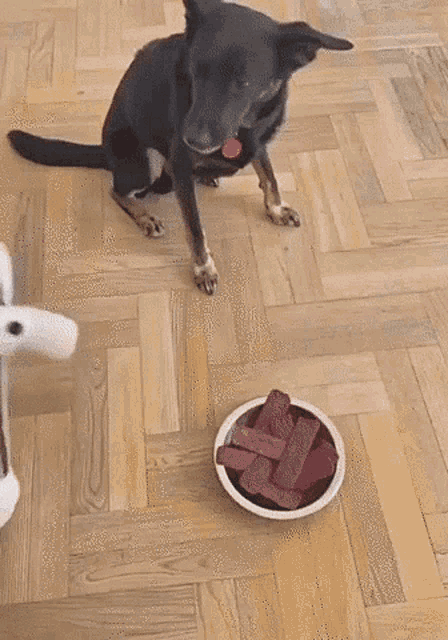Funny Dog GIF - Funny Dog Food GIFs