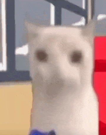 a white cat is sitting on a red chair in front of a window .