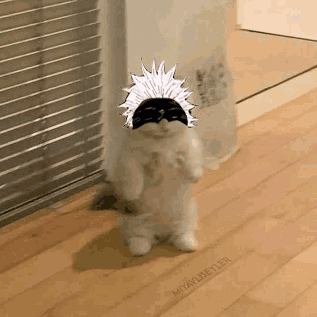 a cat with a hat on its head is standing on its hind legs on a wooden floor in a room .