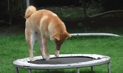 a dog is standing on top of a trampoline .