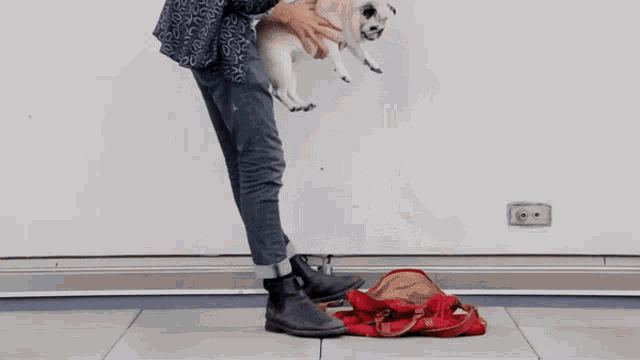 a person is holding a small white dog in their hands