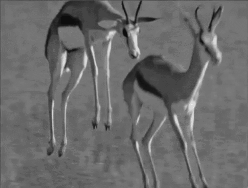 Black And White Deer GIF - Black And White Deer Gazelle GIFs