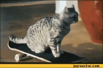 Cat Skateboard GIF - Cat Skateboard GIFs