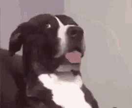 What Are You Talking About Dog GIF - What Are You Talking About Dog Cute GIFs