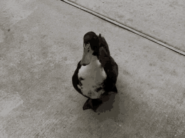 a black and white duck standing on a concrete sidewalk