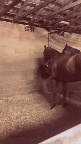 two horses in a stable with a sign that says ee