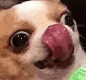 a close up of a dog licking its face .