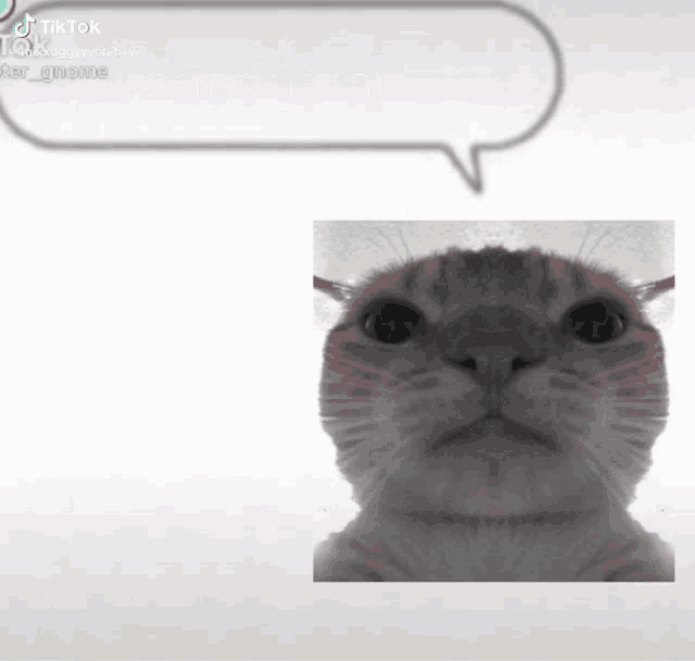 a picture of a cat with a speech bubble that says tik tok