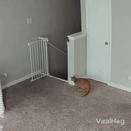 Jumping Cat GIF - Jumping Cat Viralhog GIFs