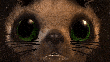 a closeup of a cat 's face with green eyes