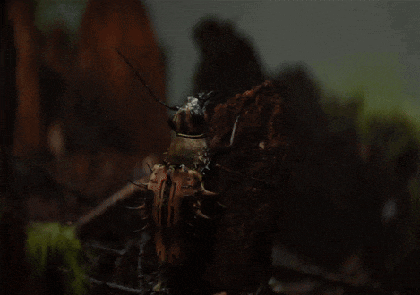 a close up of a bug on a stump