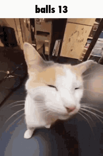 a close up of a cat with the words " balls 13 " above it