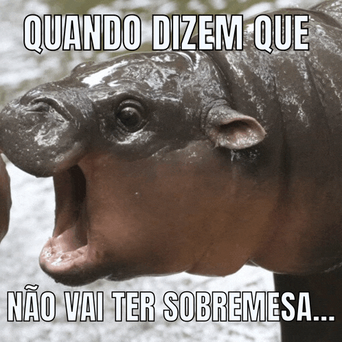a picture of a hippo with a caption that says " quando dizem que "