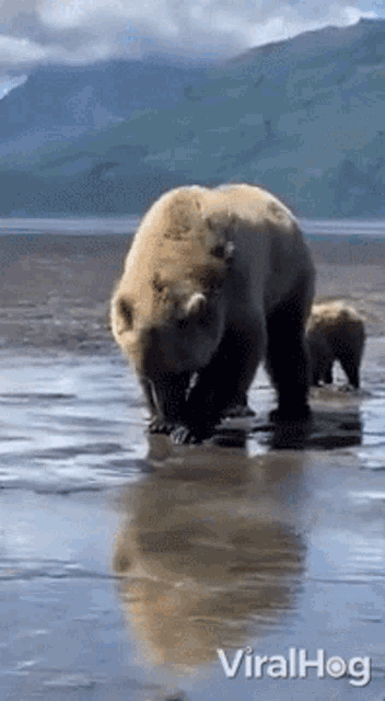 Bear Viralhog GIF - Bear Viralhog Dig GIFs