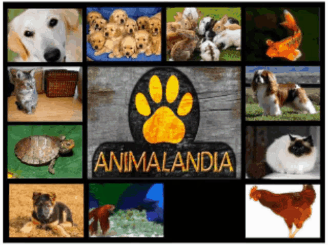 a collage of pictures of animals with the word animalandia on the bottom