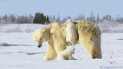 Polar Bear Cub GIF - Polar Bear Cub GIFs