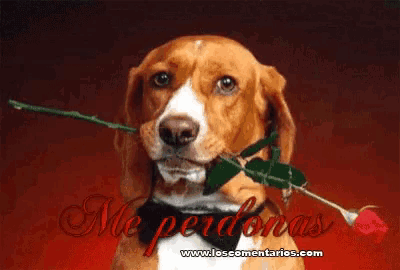 a picture of a dog with a rose in its mouth and the words me perdonas