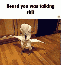 a white parrot is standing on a wooden floor with the words heard you was talking shit above it