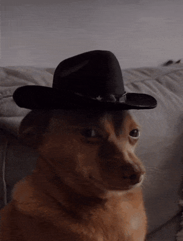 a small brown dog wearing a black cowboy hat on a couch