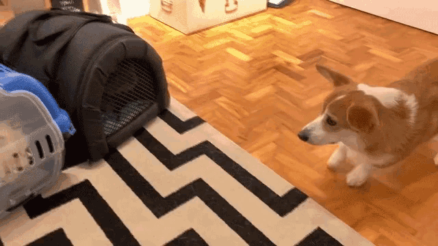 a brown and white dog standing next to a cage on a rug