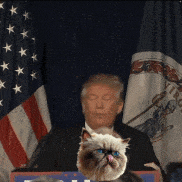 a cat sits on a podium in front of donald trump 's face