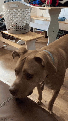 a brown dog standing next to a laundry basket