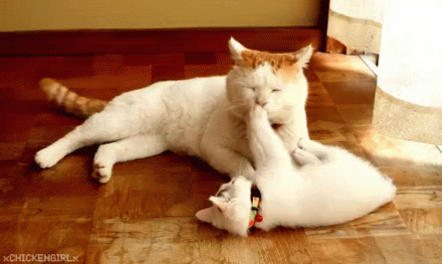 Meow GIF - Happymothersday Cats Kittens GIFs