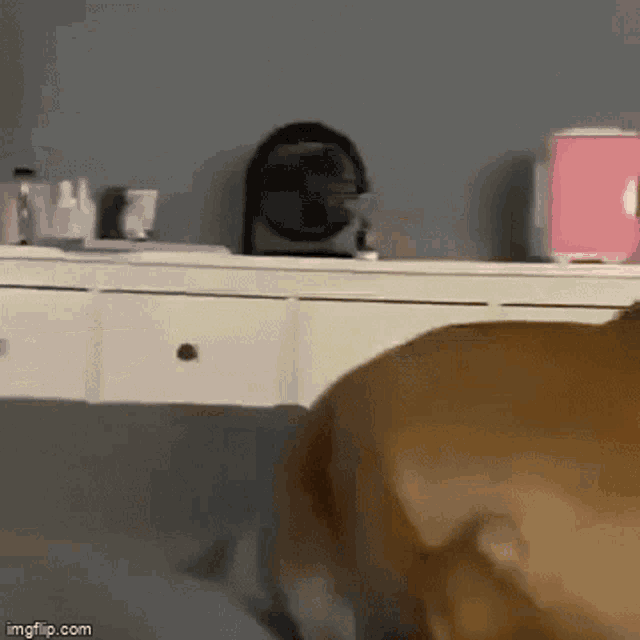 a dog standing in front of a dresser with a fan in the background